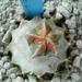 Astrophytum kikko lion