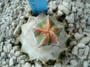 Astrophytum kikko lion