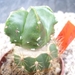 astrophytum kiko green