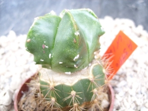 astrophytum kiko green