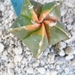 Astrophytum koh-yo
