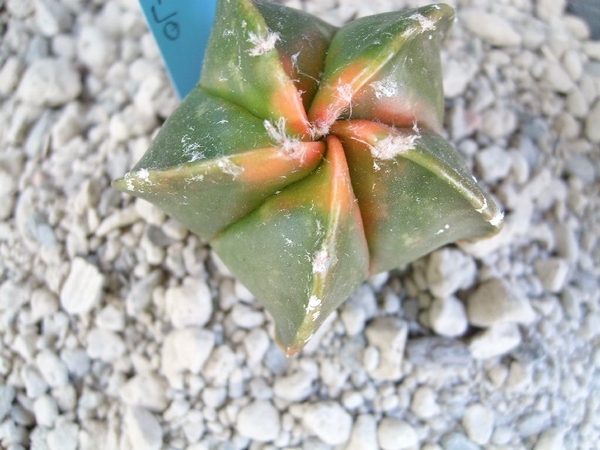 Astrophytum koh-yo