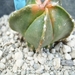 Astrophytum koh-yo 1