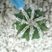 Astrophytum lion cv. hanakago fukuruyo 1