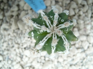 Astrophytum lion cv. hanakago fukuruyo 1