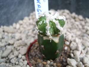 astrophytum lion cv.hamakago-fukuruyo