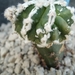 Astrophytum lion cv.Hanakago fukuruyo