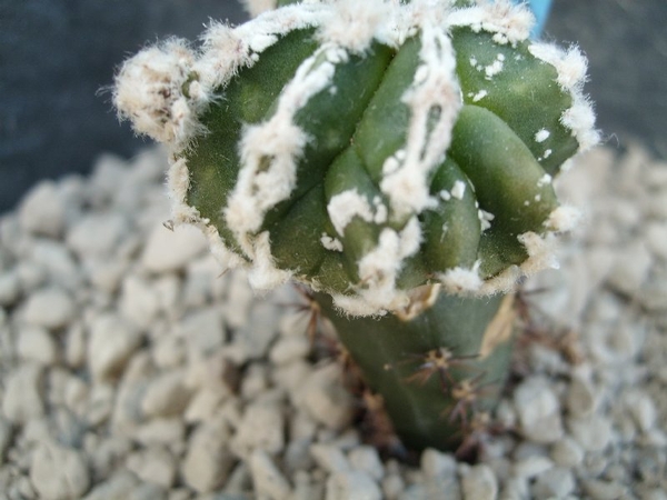 Astrophytum lion cv.Hanakago fukuruyo