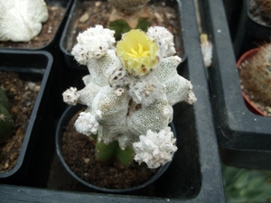 astrophytum lotusland