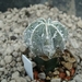 Astrophytum myr. hybr 1