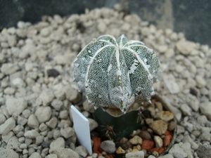 Astrophytum myr. hybr 1