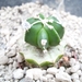 Astrophytum myr. nudum hybr