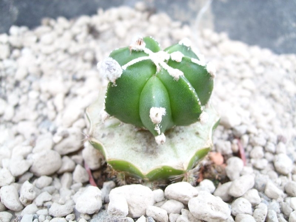 Astrophytum myr. nudum hybr