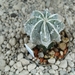 Astrophytum myr.hybr