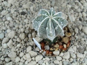 Astrophytum myr.hybr