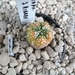 Astrophytum Myrio variegata