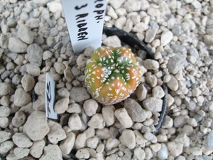 Astrophytum Myrio variegata