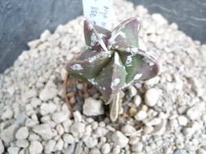 Astrophytum myrio. nudum red cap