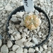 Astrophytum myrio. variegata 1