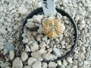 Astrophytum myrio. variegata 1