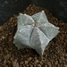 astrophytum myriostigma