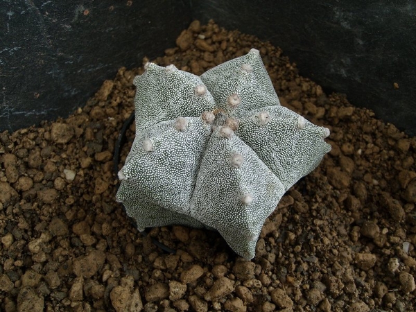 astrophytum myriostigma