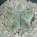 Astrophytum myriostigma1