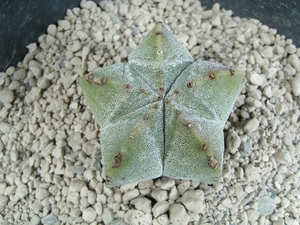 Astrophytum myriostigma1