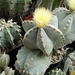 Astrophytum myriostigma 1