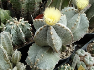 Astrophytum myriostigma 1