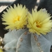 astrophytum myriostigma 3