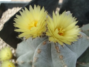 astrophytum myriostigma 3