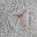 Astrophytum myriostigma 3 rib