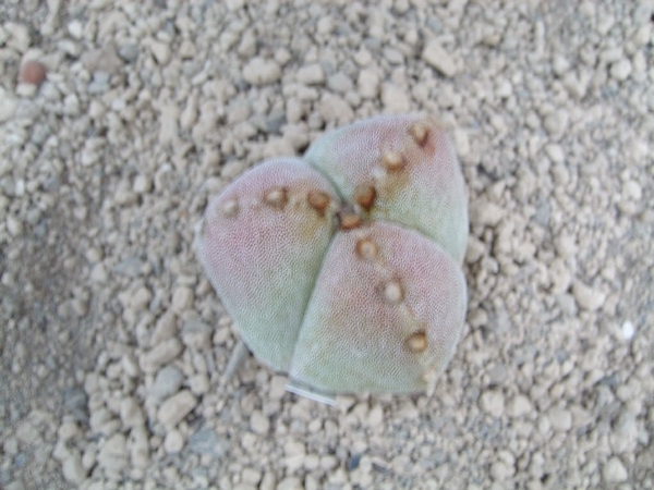 Astrophytum myriostigma 3 rib