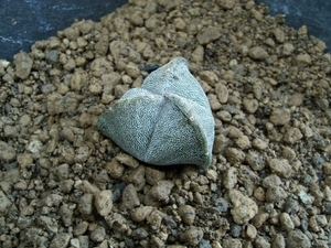 astrophytum myriostigma 3 ribbig