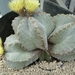 astrophytum myriostigma 4