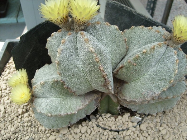 astrophytum myriostigma 4