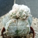 Astrophytum myriostigma 7