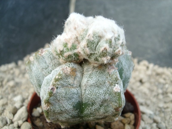 Astrophytum myriostigma 7