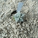 Astrophytum myriostigma  cv. fukuryu