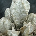 astrophytum myriostigma columnare hakuun