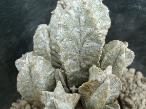astrophytum myriostigma columnare hakuun