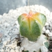 Astrophytum myriostigma cv koh-yo 1