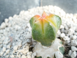 Astrophytum myriostigma cv koh-yo 1