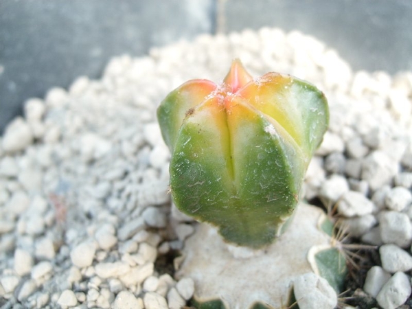 Astrophytum myriostigma cv koh-yo 1