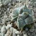Astrophytum myriostigma cv onzuka kituko