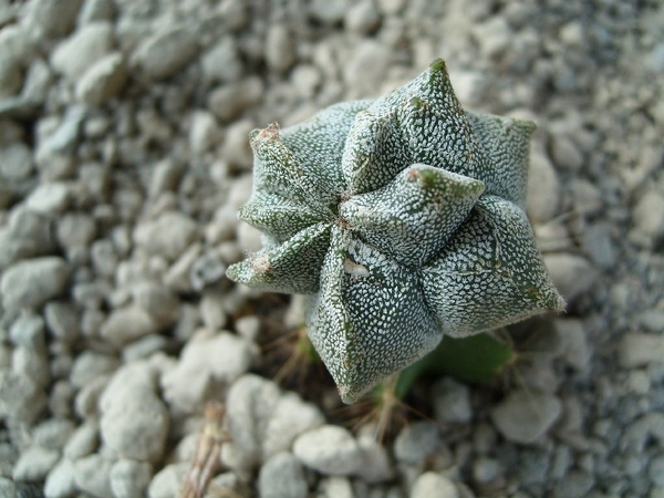 Astrophytum myriostigma cv onzuka kituko