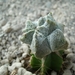 Astrophytum myriostigma cv onzuka kituko 1