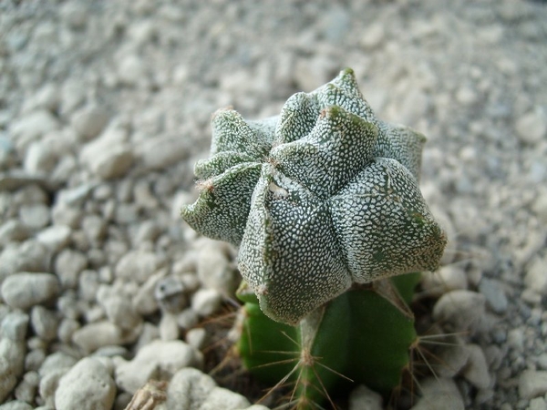 Astrophytum myriostigma cv onzuka kituko 1