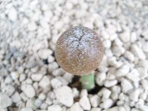 Astrophytum myriostigma cv onzuka patat